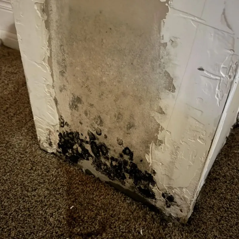 Professional Mold Removal in Rotan, TX